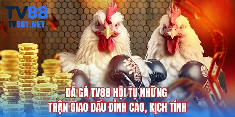 Đá gà TV88 hội tụ những trận giao đấu đỉnh cao, kịch tính